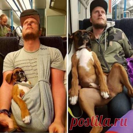 30 веселых фотографий о том, боксеры – самые странные и милые собаки в мире