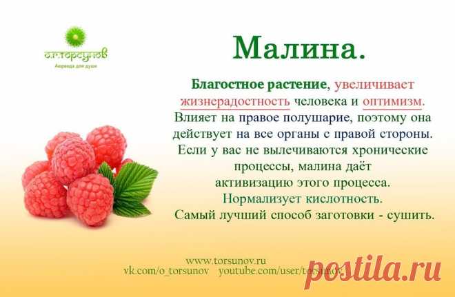 Малина