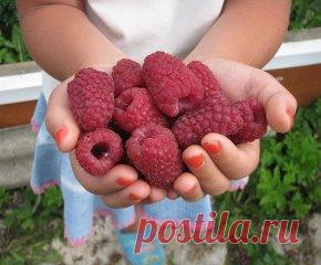 ЧТО СДЕЛАТЬ, ЧТОБЫ МАЛИНА БЫЛА КРУПНОЙ Сохраните, чтобы не потерять! Весной укорачивайте прошлогодние стебли на треть всего роста. Затем обрезайте до основания все сухие ветки, уже принесшие урожай в прошлом году. Летом уничтожайте лишние молодые побеги у основания куста и корневые отпрыски, которые появляются между кустами, если они не нужны для размножения. Гибким ветвям малины делайте подпорки или подвязки, иначе от тяжести ягод и листьев они склоняются на землю. Молодым побегам текущего года