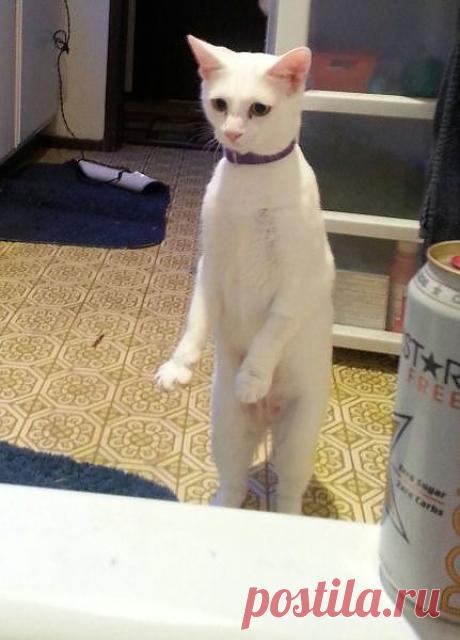 uCrazy.ru ----------------Понял, шеф,! Сторожить ! А что сильнее сторожить; колбасу или сметану ? Понял!  Колбаса не испортится
,сметана не прокиснет--не успеют!