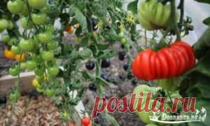 Лучшие кулинарные рецепты - Лучшие сорта помидоров для открытого грунта