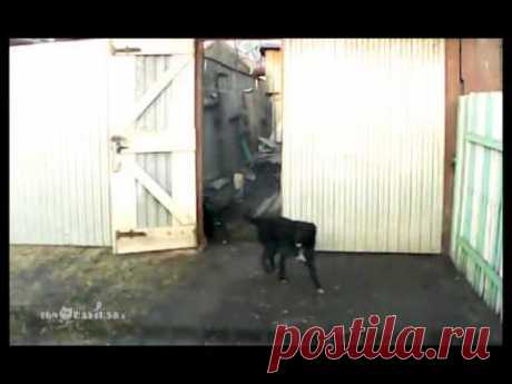 Deal with it! / Собакам тут не место! - YouTube