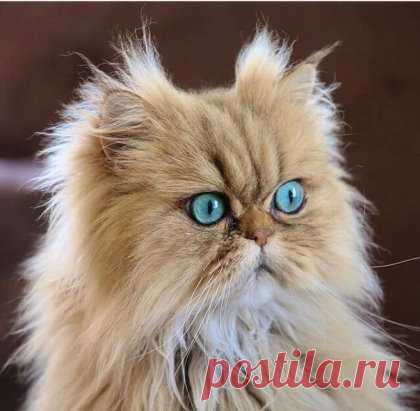 Какой кот! Какие глаза!!!
