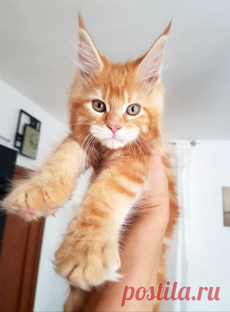 Mindy ha fatto il suo primo vaccino, è stata bravissima, come tutta la ciurma 9 weeks