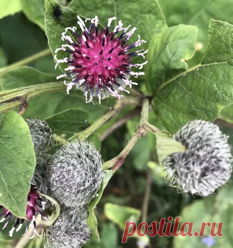 Самогон из лопуха - напиток здоровья, приятный на вкус и простой в приготовлении. Рецепт старого самогонщика | Самогонные аппараты | Яндекс Дзен