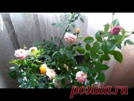 Розы - радость души... мои мини розы