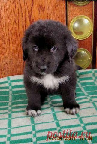 Монголдог Айса Умница Лилу