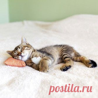 Как кошки воспринимают своих хозяев?