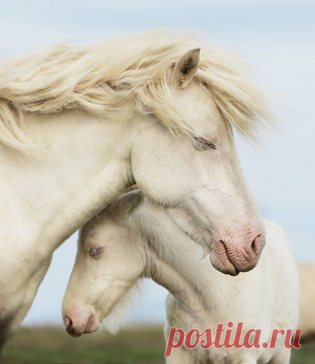 Благородство