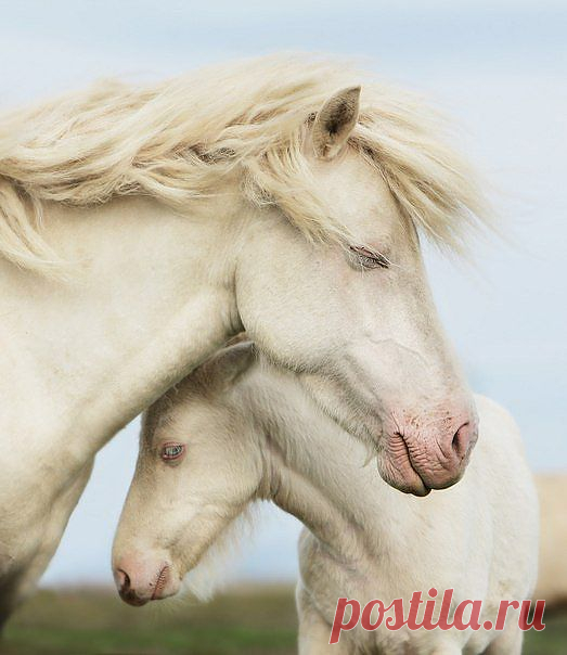 Благородство