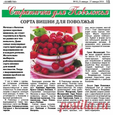 Сорта вишни для Поволжья