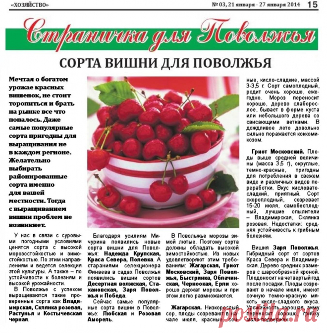 Сорта вишни для Поволжья