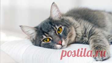 Синдром Саванта - OGADANIE.RU