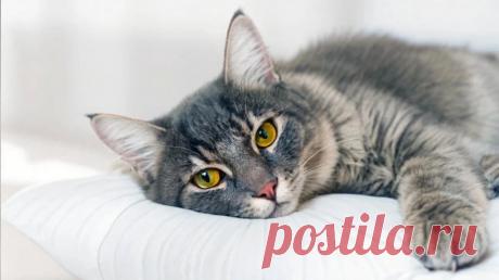 Синдром Саванта - OGADANIE.RU