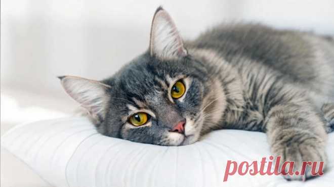 Синдром Саванта - OGADANIE.RU