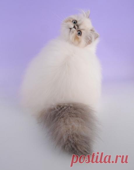 Очаровательные котейки!