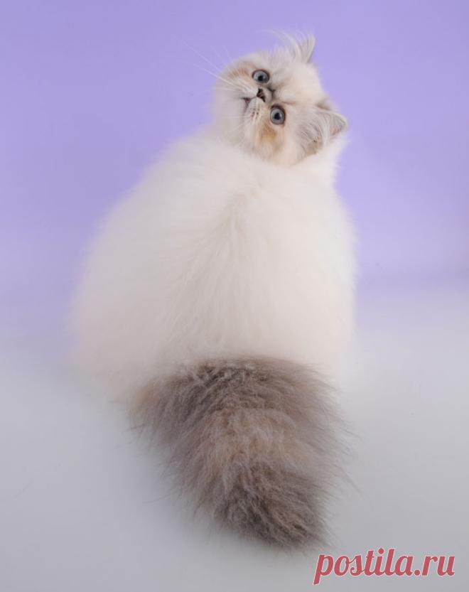 Очаровательные котейки!