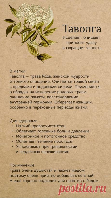 Таволга (лабазник)