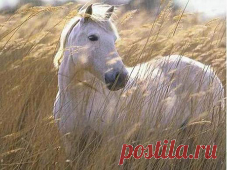 Лучшие статусы, цитаты и афоризмы
Василий ( КАРДИНАЛ )