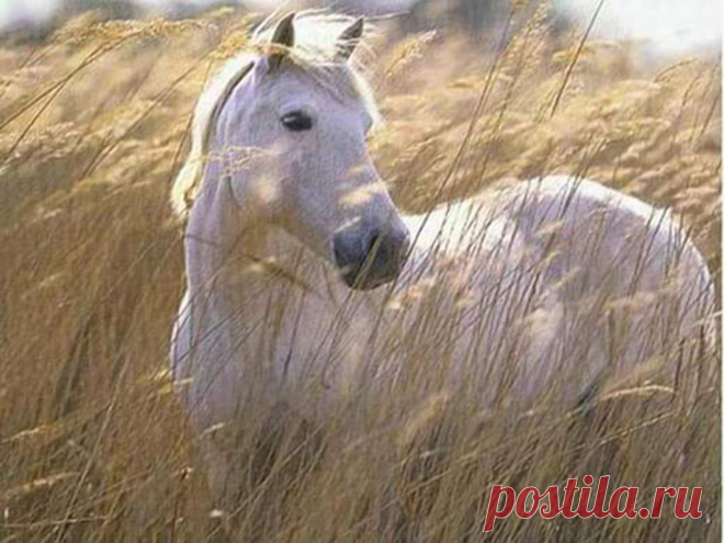 Лучшие статусы, цитаты и афоризмы
Василий ( КАРДИНАЛ )