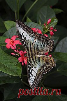 Партенос сильвия, голубая морфа (Parthenos  silvia)|**Blue Clipper Butterfly...:) | Butterflies