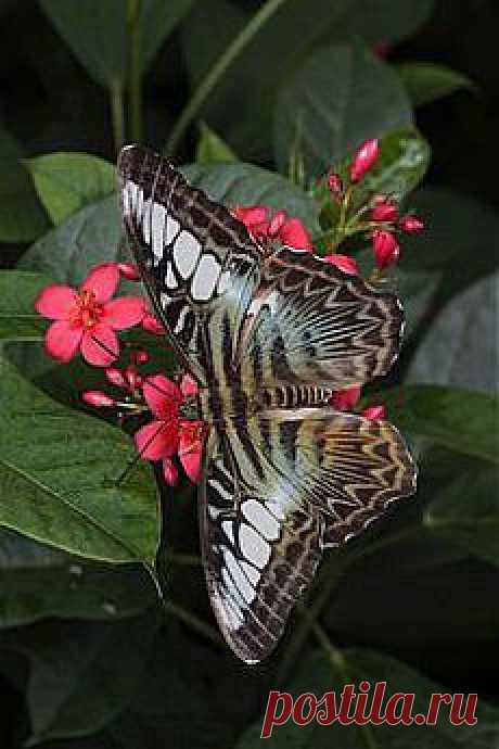 Партенос сильвия, голубая морфа (Parthenos silvia)|**Blue Clipper Butterfly...:) | Butterflies
