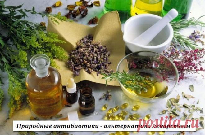 Природные антибиотики - альтернатива лекарствам