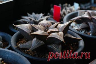 Самые необычные комнатные растения » Notagram.ru ТОП-10 10 необычных растений для дома. Редкие и необычные комнатные растения. Самые редкие комнатные цветы. Экзотические комнатные растения