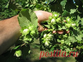 Как создать ореховый сад
Лещина и фундук – редкие гости на наших садовых участках. И это довольно странно, если учесть, сколько стоит один килограмм орехов. На участке в четыре сотки можно создать целый сад из фундуков, которые будут хорошо плодоносить.
О ПОЧВЕ
Фундук предпочитает легкие по механическому составу и богатые органикой почвы. Если земля на участке другая, то ее надо подкорректировать, добавив в посадочную яму песка и перегноя. Причем перегноя нужно сравнительно немного. А песка н