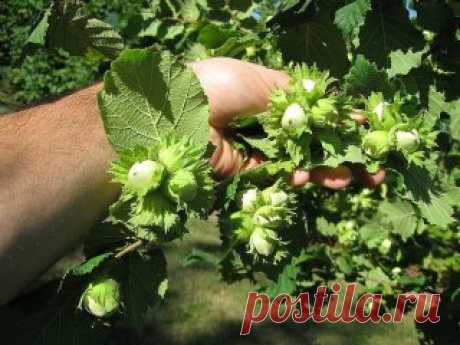 Как создать ореховый сад
Лещина и фундук – редкие гости на наших садовых участках. И это довольно странно, если учесть, сколько стоит один килограмм орехов. На участке в четыре сотки можно создать целый сад из фундуков, которые будут хорошо плодоносить.
О ПОЧВЕ
Фундук предпочитает легкие по механическому составу и богатые органикой почвы. Если земля на участке другая, то ее надо подкорректировать, добавив в посадочную яму песка и перегноя. Причем перегноя нужно сравнительно немного. А песка н