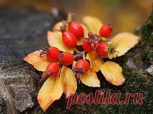 Веточка шиповника из полимерной глины