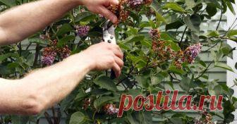 Какие растения нужно обрезать после цветения Конец весны и начало лета приносят нам цветение сирени, чубушника, ирисов, пионов и других многолетников. Однако после цветения их сухие соцветия выглядят печально и портят вид клумбы. Нужно ли проводить частичную обрезку или оставить все как есть?