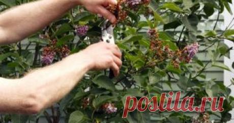 Какие растения нужно обрезать после цветения Конец весны и начало лета приносят нам цветение сирени, чубушника, ирисов, пионов и других многолетников. Однако после цветения их сухие соцветия выглядят печально и портят вид клумбы. Нужно ли проводить частичную обрезку или оставить все как есть?