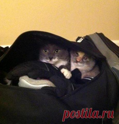 Питомцы, которые хотят в отпуск вместе с хозяевами