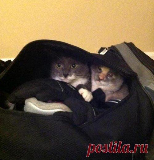 Питомцы, которые хотят в отпуск вместе с хозяевами