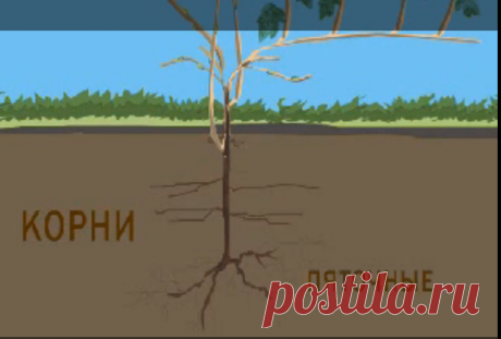Познавательные видео : Виноград в Сибири для начинающих (2008)  видео от Салиграм в хорошем качестве.