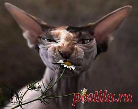 Говорят, ромашка успокаивает... Я уже целую клумбу сожрала, и где эффект???!!!)))