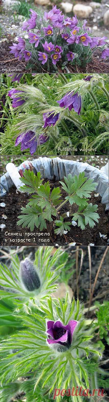 Прострел или сон-трава | 6 соток