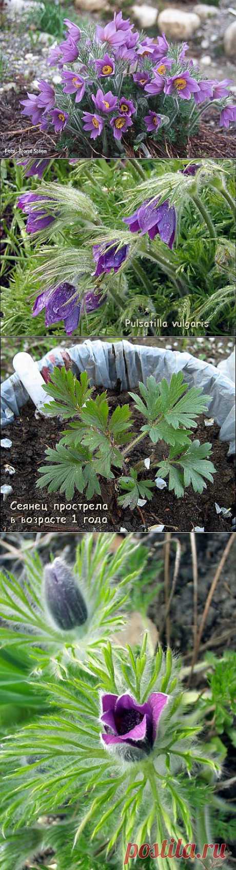 Прострел или сон-трава | 6 соток