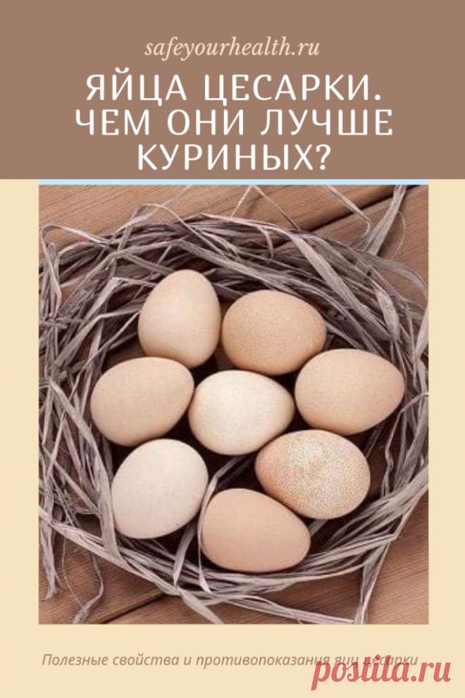 Яйца цесарки: их польза и вред, калорийность и остальные свойства