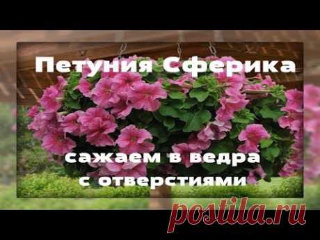 Петунии Сферика Сажаем в вёдра с отверстиями