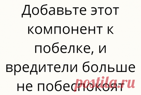 Добавьте этот компонент к побелке, и вредители больше не побеспокоят
Весной вместе с почками просыпаются и вредители, которые наносят урон деревьям. Однако...
Читай дальше на сайте. Жми подробнее ➡