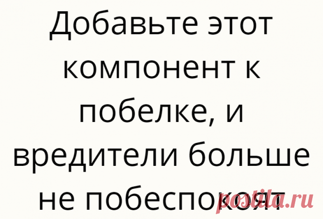 Добавьте этот компонент к побелке, и вредители больше не побеспокоят
Весной вместе с почками просыпаются и вредители, которые наносят урон деревьям. Однако...
Читай дальше на сайте. Жми подробнее ➡