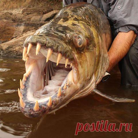 как вам мой ротик...?