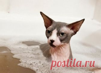 Como dar Banho a um Gato Sphynx? - Universo de Gatos Blog