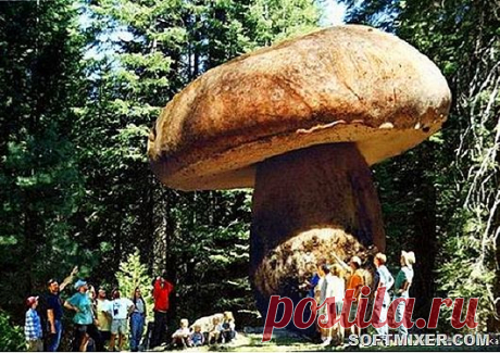 Рожденные в спорах: любопытные факты о грибах