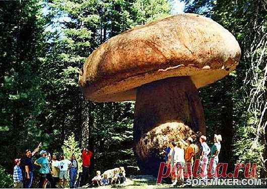 Рожденные в спорах: любопытные факты о грибах