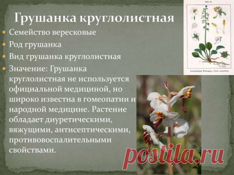 Грушанка круглолистная