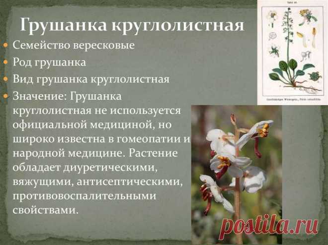 Грушанка круглолистная