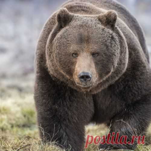 Как простой  русский медведь не дал семью разрушить